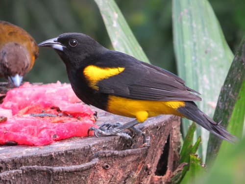 Black-cowled Oriole