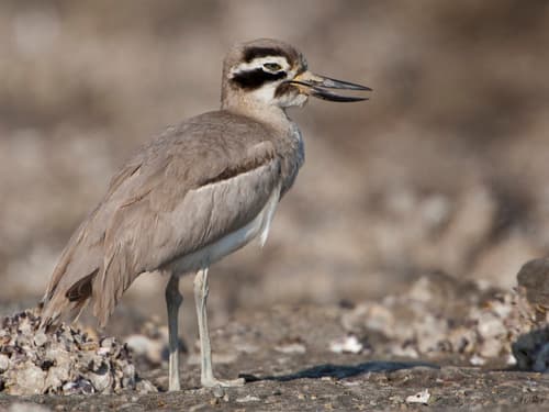 Great Stone-curlew