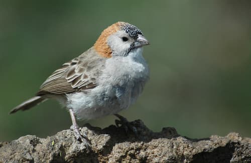 Speckle-fronted Weaver