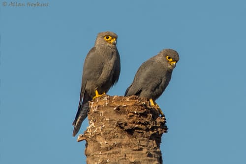 Gray Kestrel