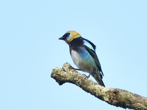 Golden-hooded Tanager