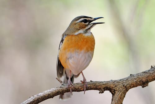 Bearded Scrub-Robin