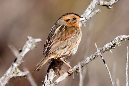 Nelson's Sparrow