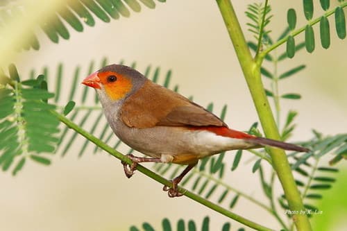 Orange-cheeked Waxbill
