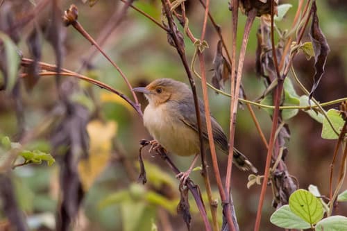 Red-faced Cisticola