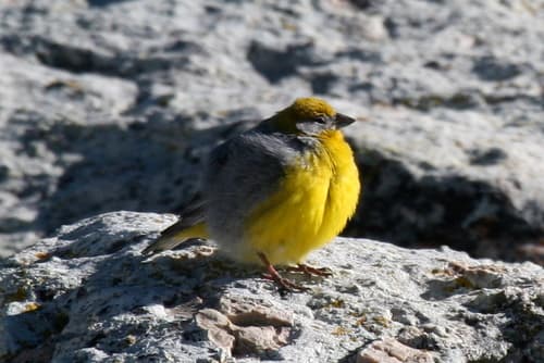 Bright-rumped Yellow-Finch