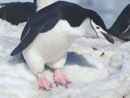 Chinstrap Penguin