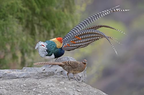 Lady Amherst's Pheasant