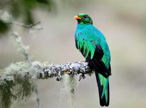 Golden-headed Quetzal