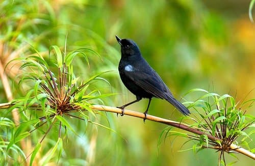 Glossy Flowerpiercer