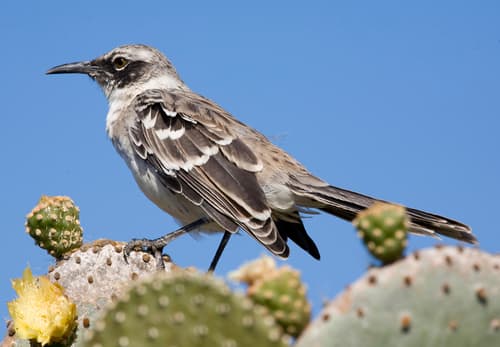 Galápagos Mockingbird