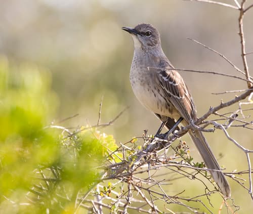 Bahama Mockingbird