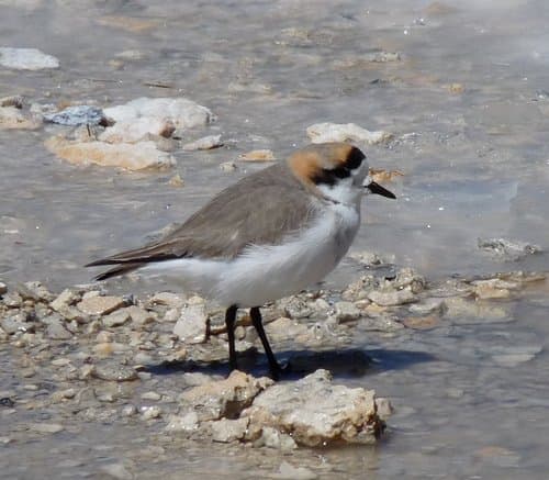 Puna Plover