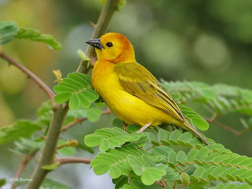 Taveta Golden-Weaver