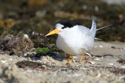 Australasian Fairy Tern