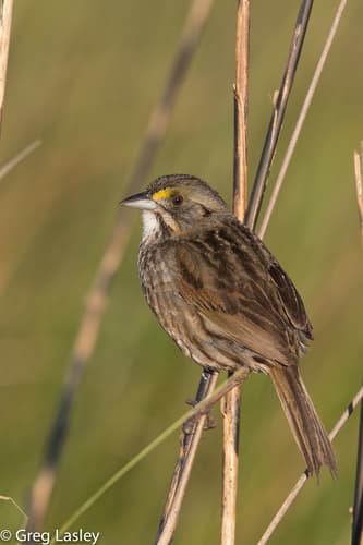 Seaside Sparrow