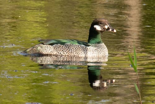Green Pygmy-Goose