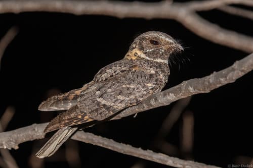 Buff-collared Nightjar