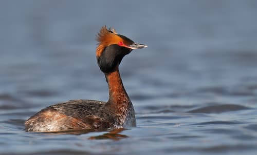 Horned Grebe