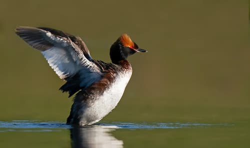 Horned Grebe