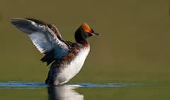 Horned Grebe