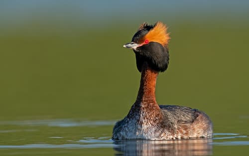 Horned Grebe