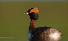 Horned Grebe