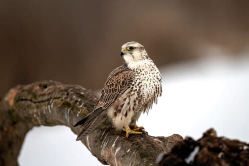 Saker Falcon