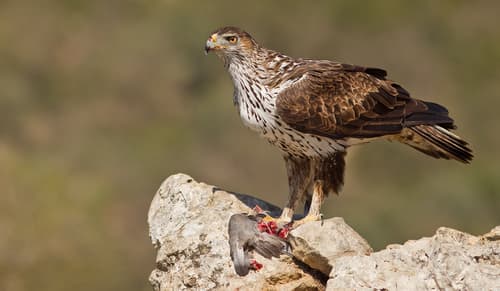 Bonelli's Eagle