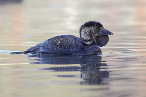 Musk Duck
