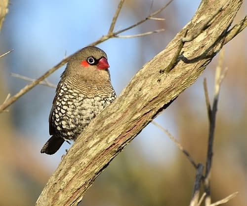 Red-eared Firetail