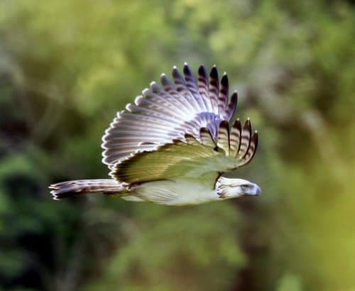 Philippine Eagle