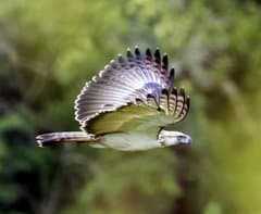 Philippine Eagle