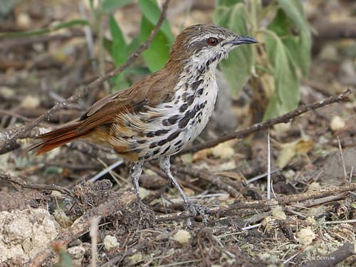 Spotted Morning-Thrush