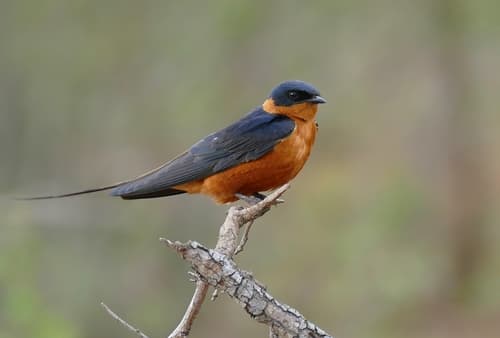 Rufous-chested Swallow