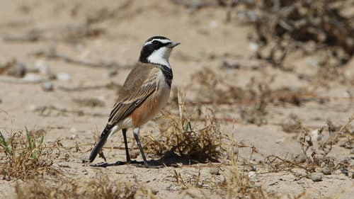 Capped Wheatear