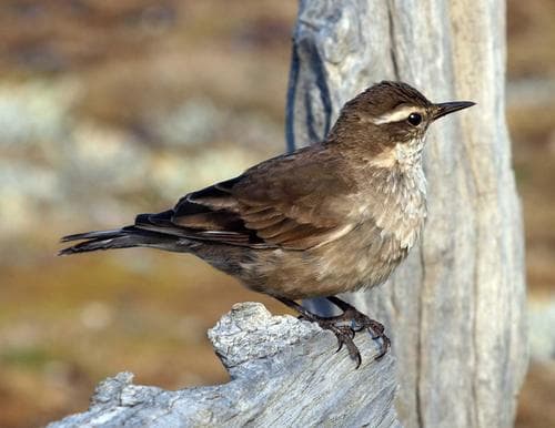 Gray-flanked Cinclodes