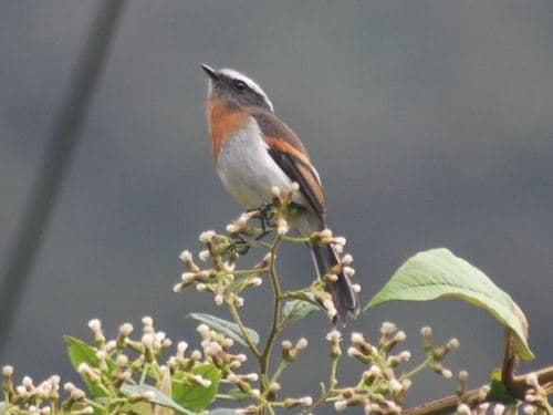 Rufous-breasted Chat-Tyrant