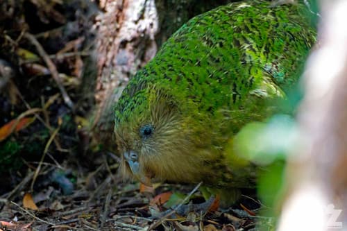 Kakapo