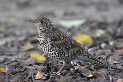 White's Thrush