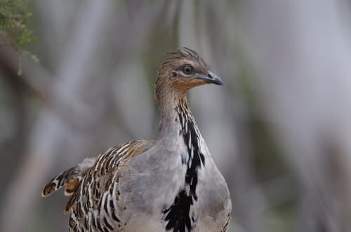 Malleefowl