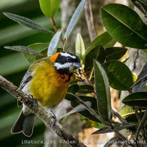 Puerto Rican Spindalis
