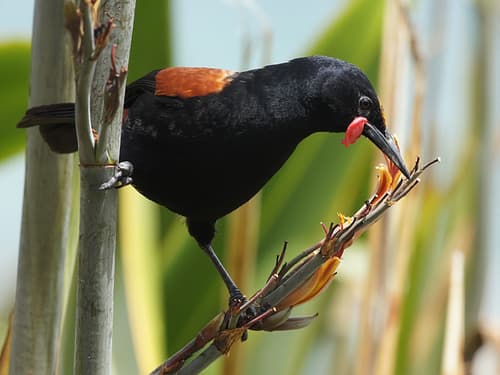 North Island Saddleback