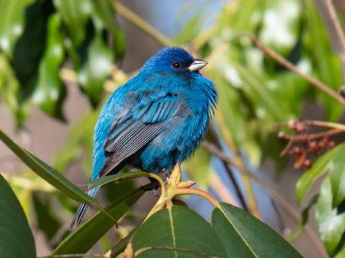 Indigo Bunting