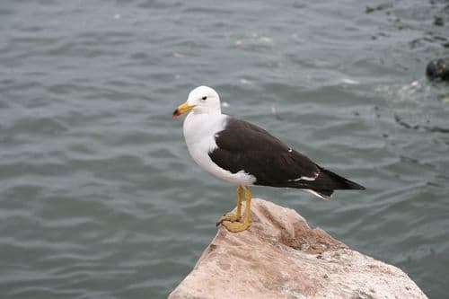 Belcher's Gull