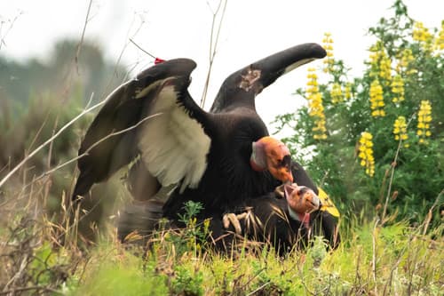 California Condor
