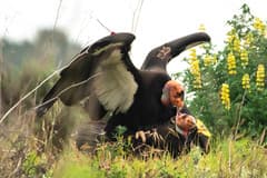 California Condor