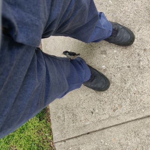 White-breasted Nuthatch