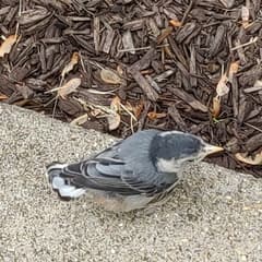 White-breasted Nuthatch