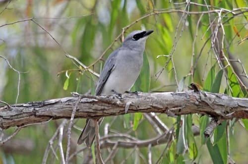 White-bellied Cuckooshrike